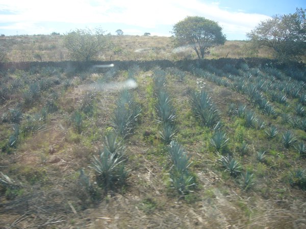 Passing thru the agave fields