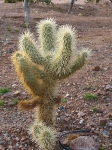 cactus!