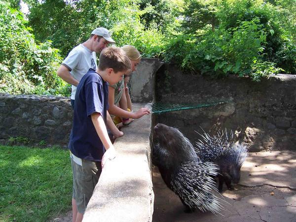 Porcupines have an odd smell