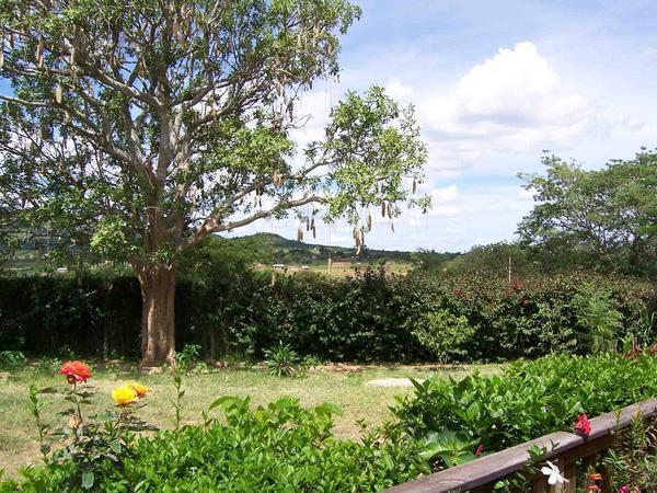 Sausage tree in Harriet's garden