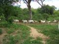 The main goat herd of this Akie village