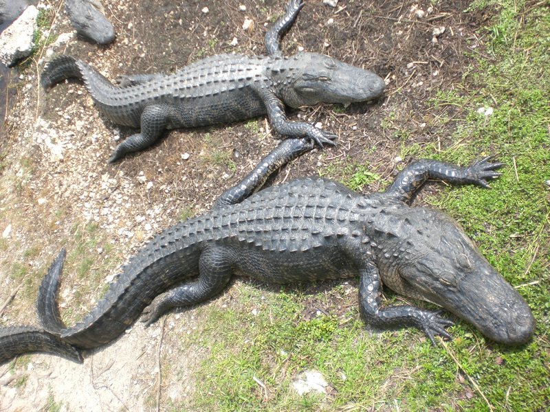 Everglade Residents