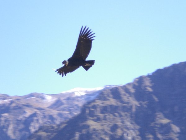 Colca Condors
