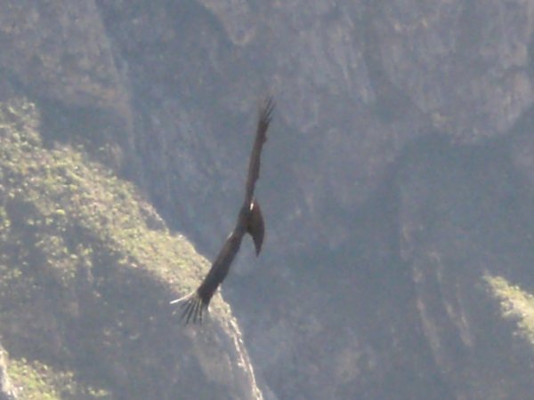 Another condor....