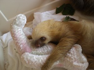 baby sloth!