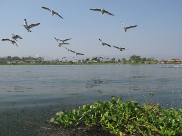 Gulls following our boat - Inle Lake