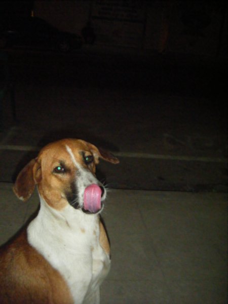 Friendly non-rabid stray girl dog (finaly)