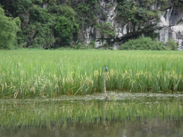 Kingfisher in Tam Coc