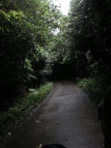 Road through the Park