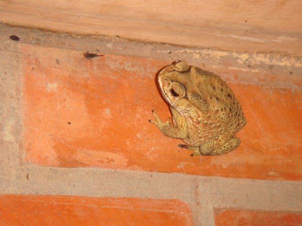 Froggy in our hotel, Siem Reap