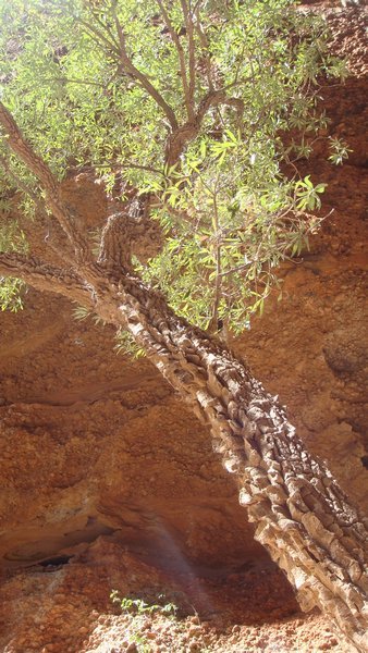 Weird bark on a tree - Purnululu National park
