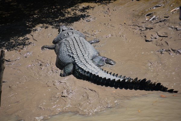 70 yar old croc