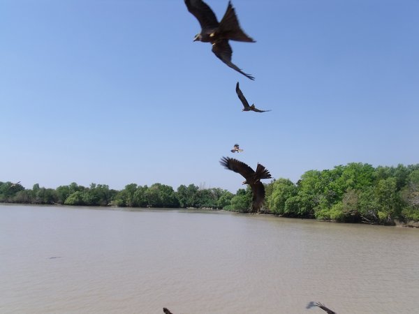 Hawks on Adelaide River