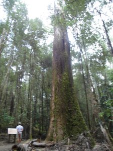 A swamp gum (Eucalyptus regnans)