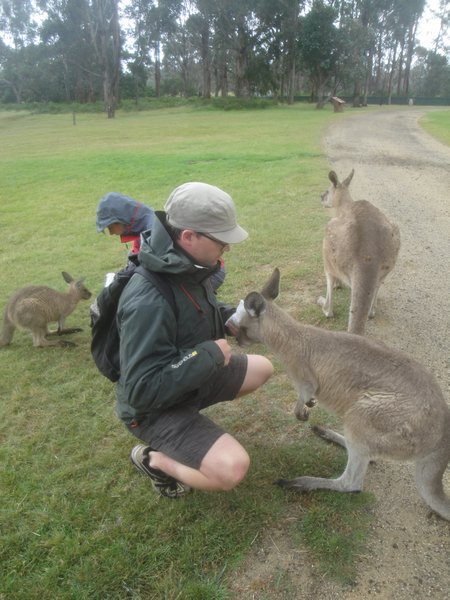 Forrester Kangaroos