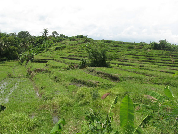 Rice paddy terrace