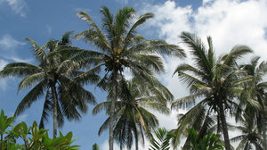 We love Palm Trees