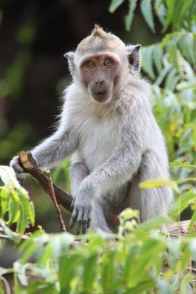 Longtail Macaque