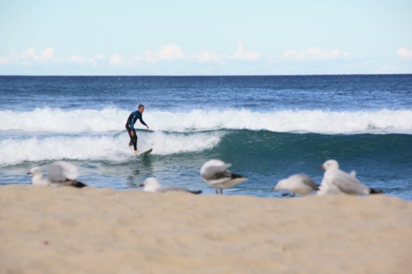 Surfing at Bondi Beach