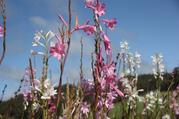 Wildflowers at SouthWest Australia