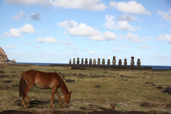 Wild horses on Easter Island