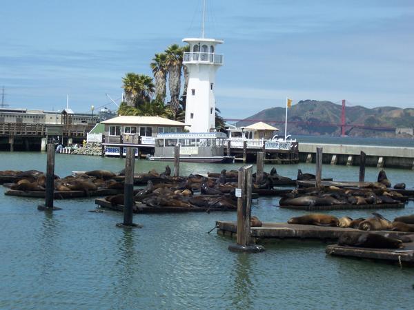 The sealions on pier 39.