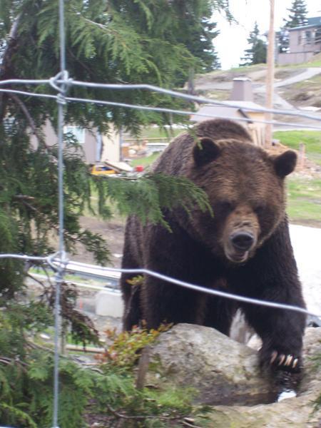 Bear at grouse mountain
