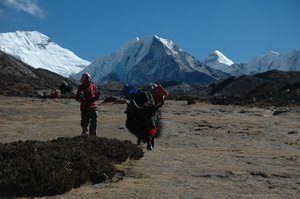 A yak coming down from Chhukung