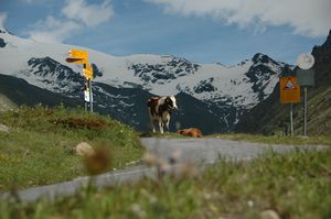 Cattle and mountains