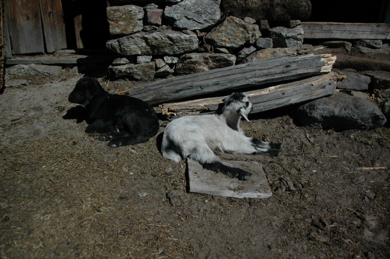 Lhoank goats