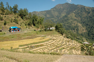 Rice terraces just outside Khebang