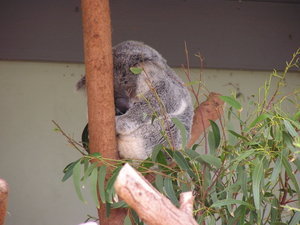 Koala at Taronga Zoo 