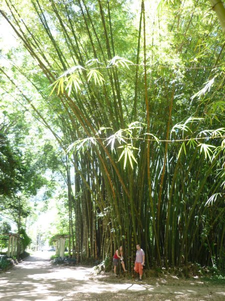 Veeeeelkej bambus