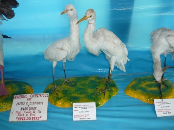 Muzeum ptactva