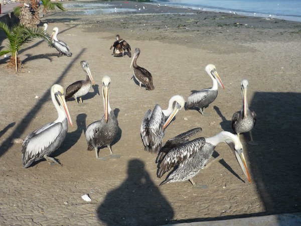 Prvni ptaci v Paracasu