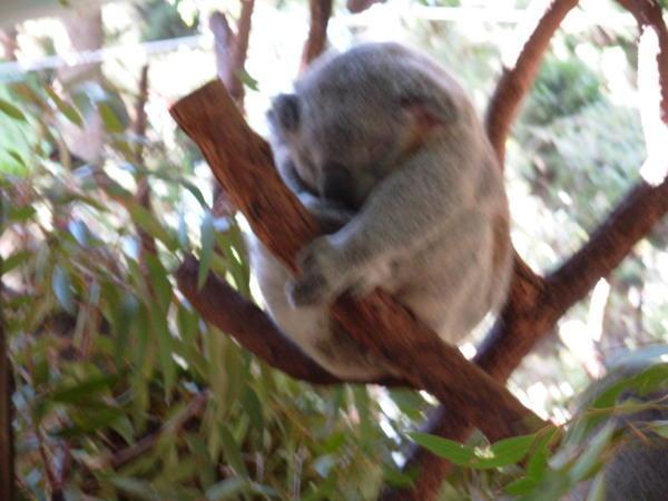 Dozing Koala