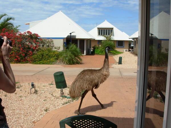 A real live Emu