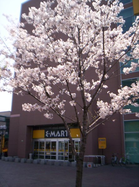 E-mart Cherry Blossoms