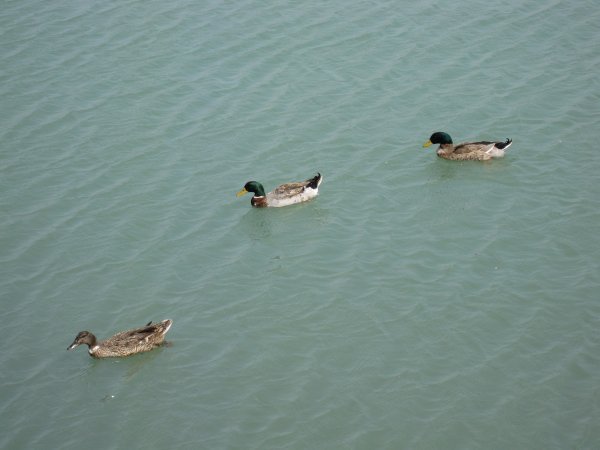 My National Geographic shot of three ducks.  :P