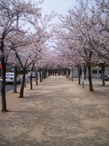 Cherry Blossoms!