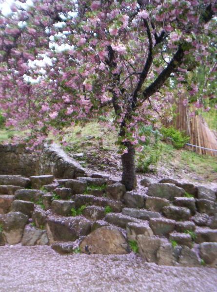 Spring at Donghwasa Temple