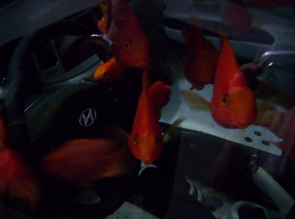 Fish in a car