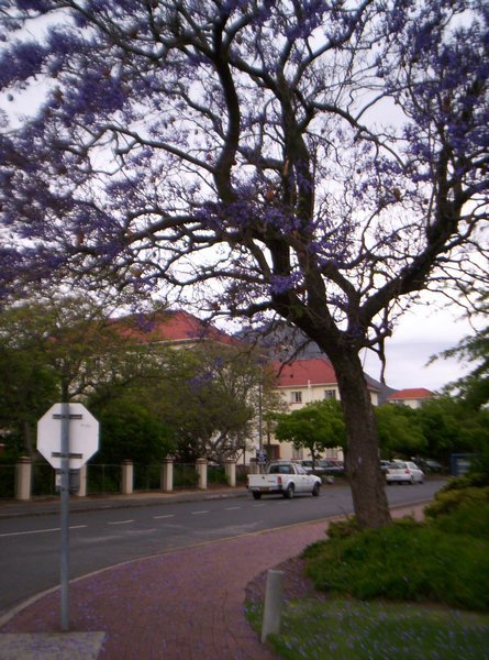 Stellenbosch Campus