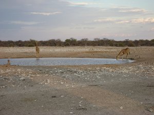 Giraffes at Watering Hole
