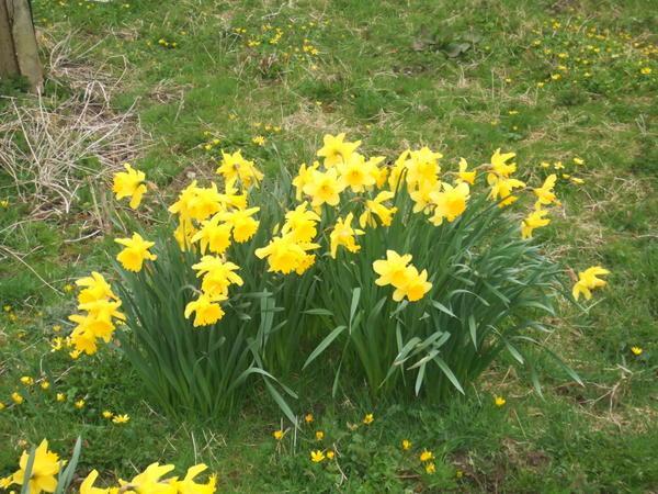 A cluster of daffodils