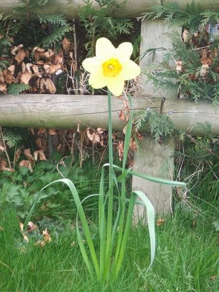 A perfect daffodil
