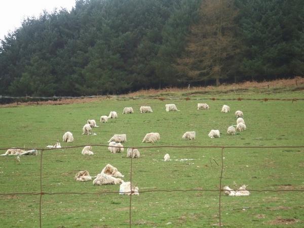 Sheep carnage