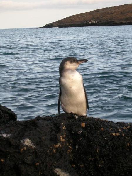A galapagos penguin
