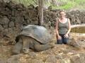 Giant land tortoise