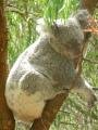 Mr Koala